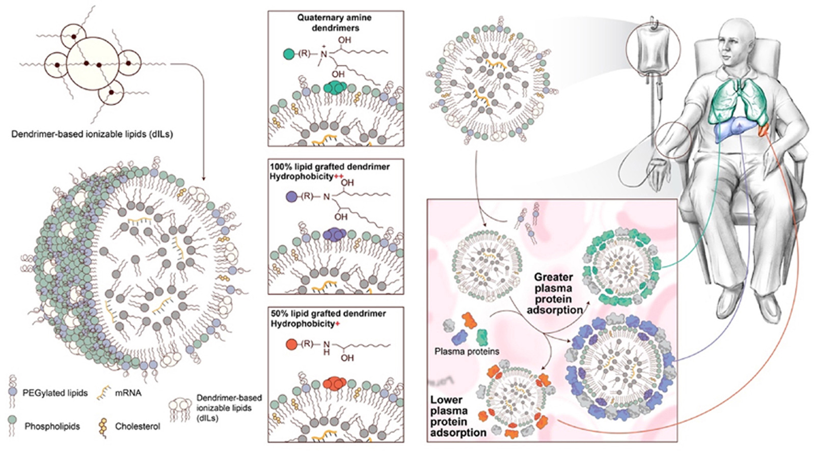 Representative figure for Engineering Lipid Nanoparticle Surface Hydrophobicity to Modulate Nano-Bio Interface and Enable Tissue-Selective mRNA Delivery