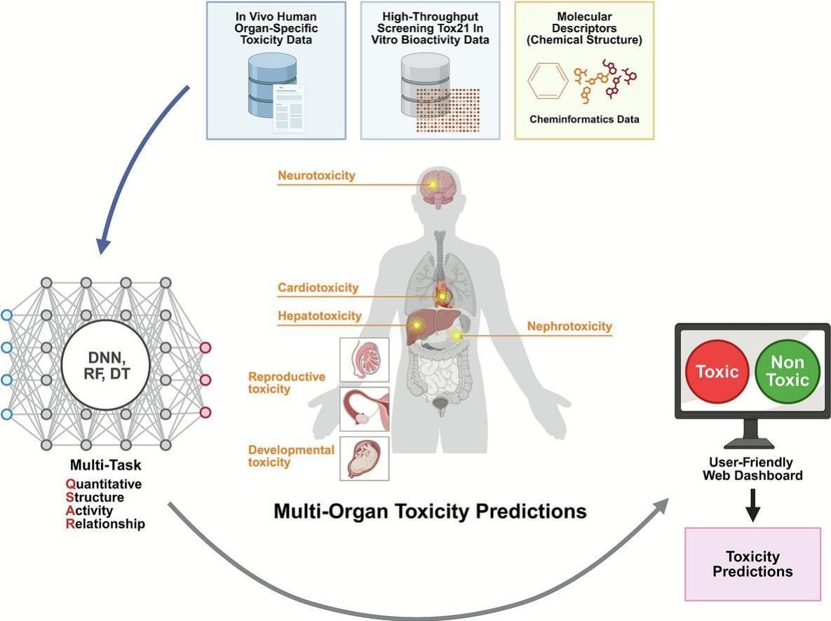 Representative figure for Development of machine learning-based multi-task quantitative structure-activity relationship models for predicting toxicities in six human organ systems