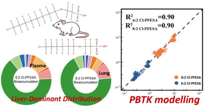 Representative figure for Development and Human Extrapolation of Physiologically Based Toxicokinetic Models for Chlorinated Polyfluoroalkyl Ether Sulfonates from Rats