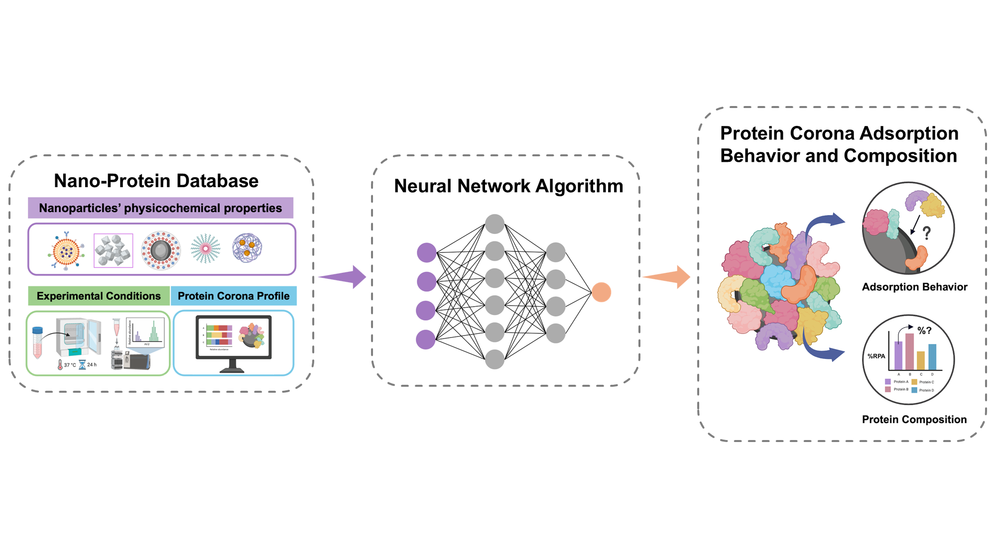 Representative figure for Determinants of protein corona adsorption and abundance revealed by interpretable machine learning across nanoparticle systems