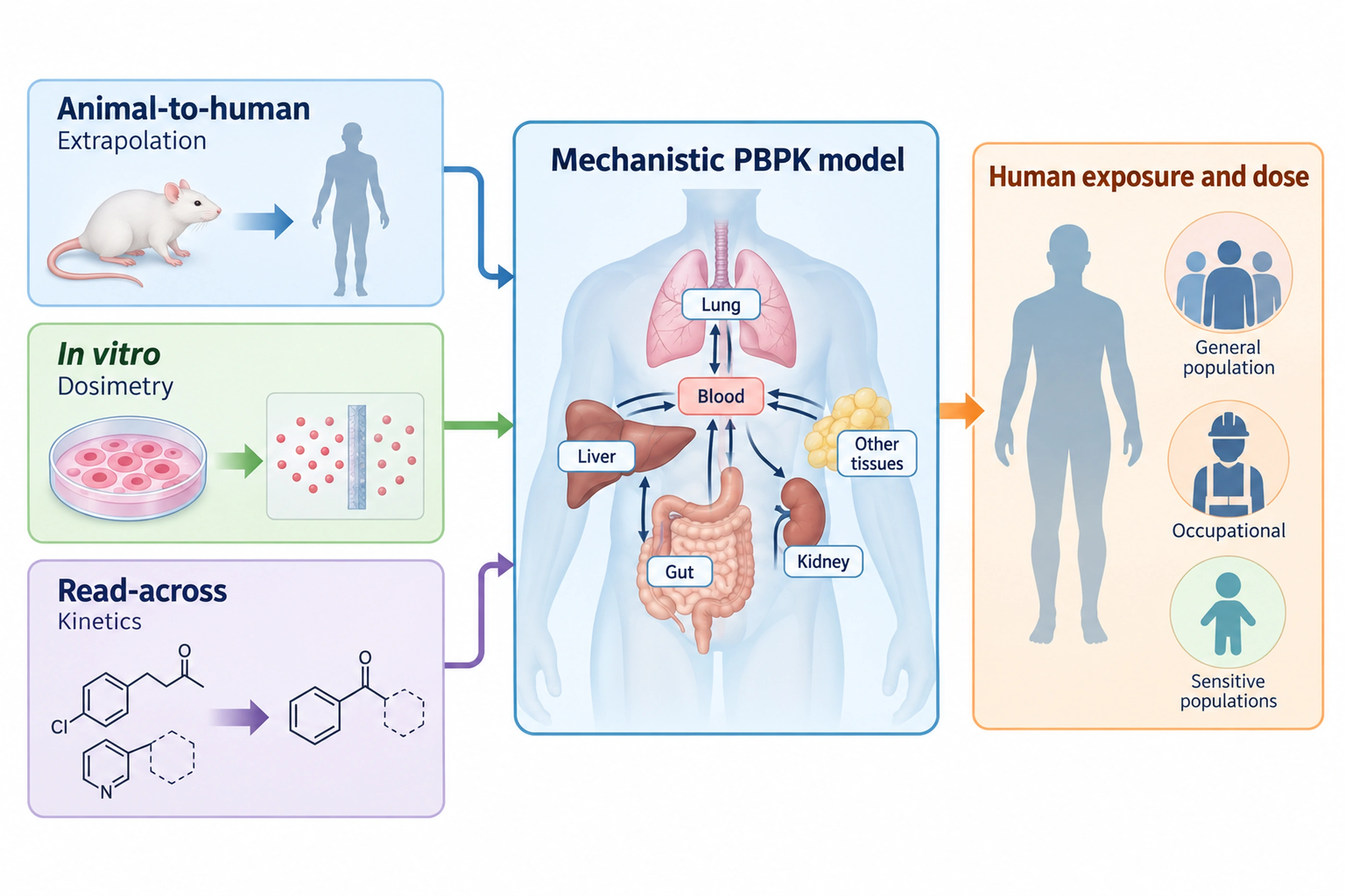 Conceptual framework showing mechanistic PBPK modeling linking experimental evidence, animal-to-human extrapolation, cellular dosimetry, and human target-tissue dose for risk assessment.